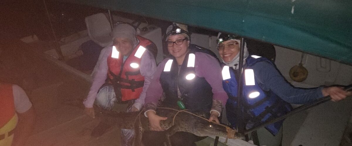 Imagem de noticia: Investigadores de la UTP generan conocimiento clave para la gestión del cocodrilo americano en el Pacífico panameño