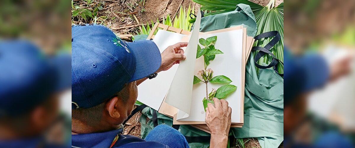 Imagem de noticia: Conocimiento etnobotánico de las plantas medicinales de la etnia Ngäbe-Buglé es documentado por investigadores de la UTP